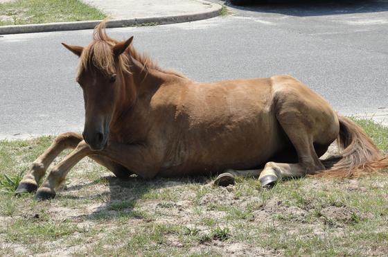Assateague Island National Seashore