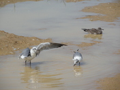 Assateague Island National Seashore