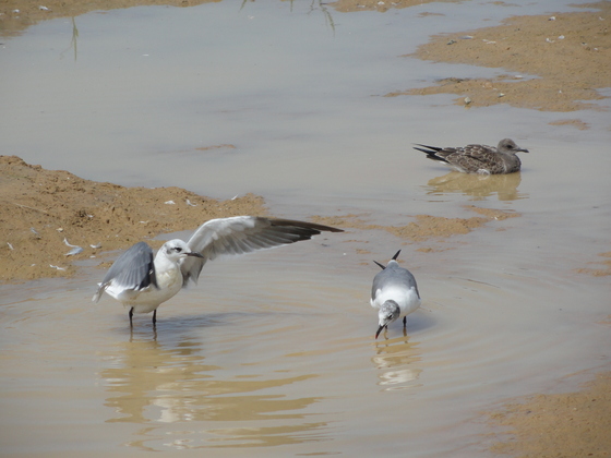 Assateague Island National Seashore