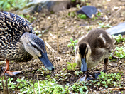 Lower Delaware Wild and Scenic River Area