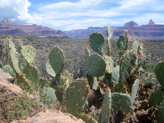 Grand Canyon National Park