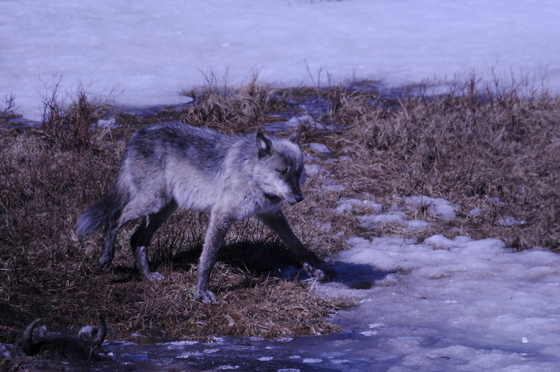 Yellowstone National Park