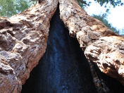 Sequoia National Park
