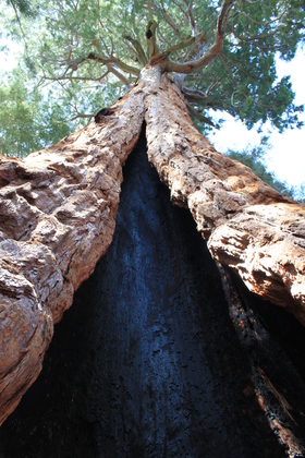 Sequoia National Park