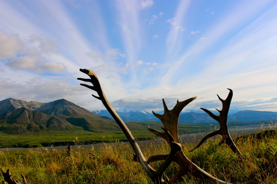 Denali National Park
