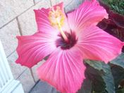 Flower outside Burkes funeral Home belleville