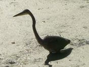 Blue Heron on the bay of quinte