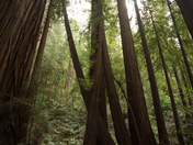 Muir Woods National Monument