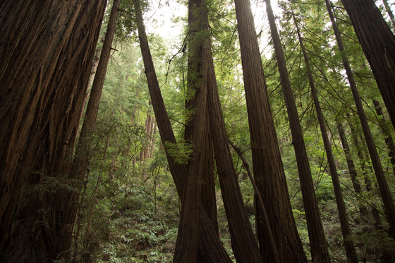Muir Woods National Monument