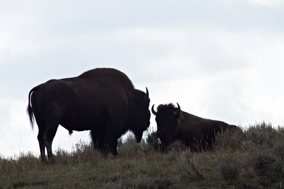 Yellowstone National Park
