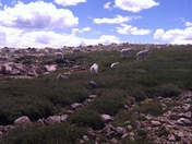 Arapaho National Park, Mt Evans Goats