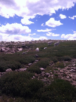 Arapaho National Park, Mt Evans Goats