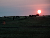 Theodore Roosevelt NP