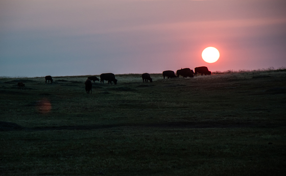 Theodore Roosevelt NP
