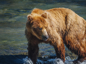 Katmai National Park