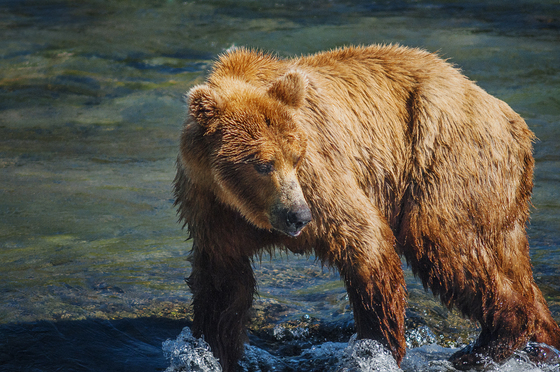 Katmai National Park