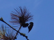 Voyageurs National Park