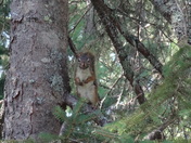 Voyageurs National Park
