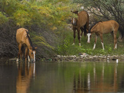 Tonto National Forest