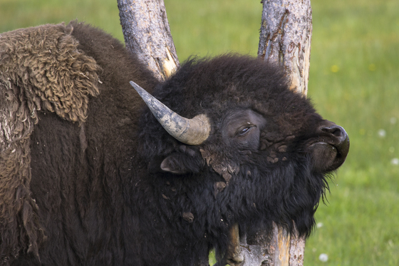 Yellowstone National Park