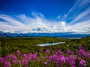 Denali National Park