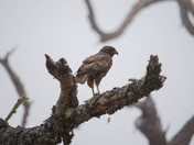 Hakalau National Wildlife Refuge