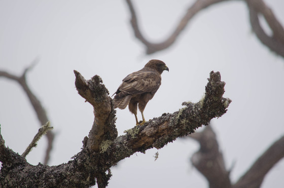 Hakalau National Wildlife Refuge