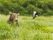 Katmai National Park