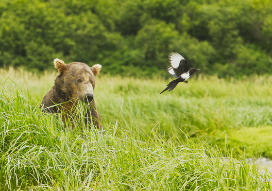 Katmai National Park