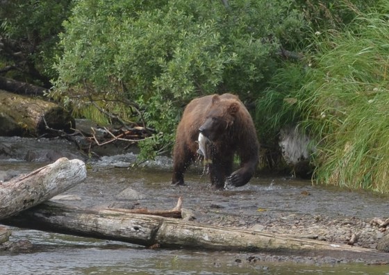 Katmai National Park