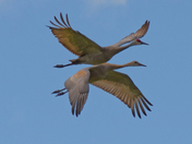 Sandhill crane