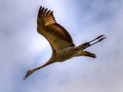 Sandhill Crane