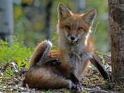 Red Fox