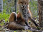 Red Fox