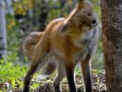 Red Fox