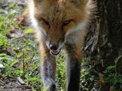 Red Fox