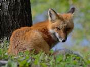 Red Fox