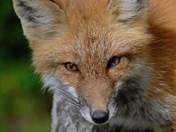 Red Fox