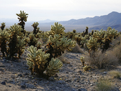 Joshua Tree National Park