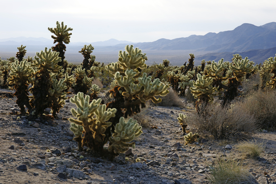 Joshua Tree National Park