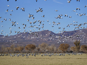 Bosque del Apache National Wildlife Refuge