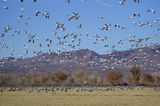 Bosque del Apache National Wildlife Refuge