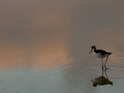 Kealia Pond National Wildlife Refuge