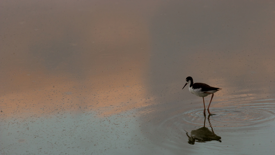 Kealia Pond National Wildlife Refuge