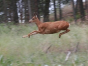 Bounding Deer
