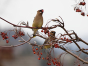 Waxwing