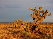 Mojave National Preserve