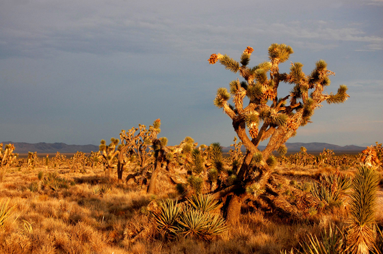 Mojave National Preserve