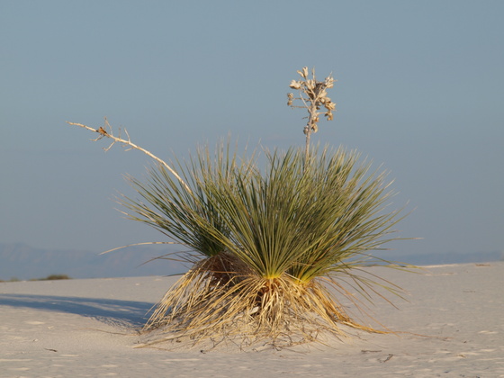 White Sands National Monument