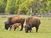 Yellowstone National Park